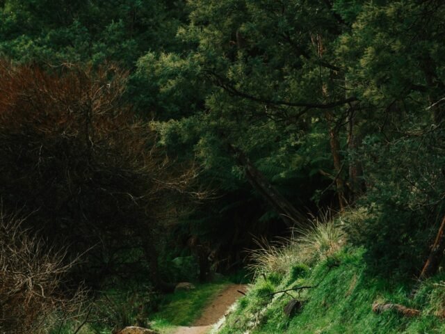 Monte Bondone single track